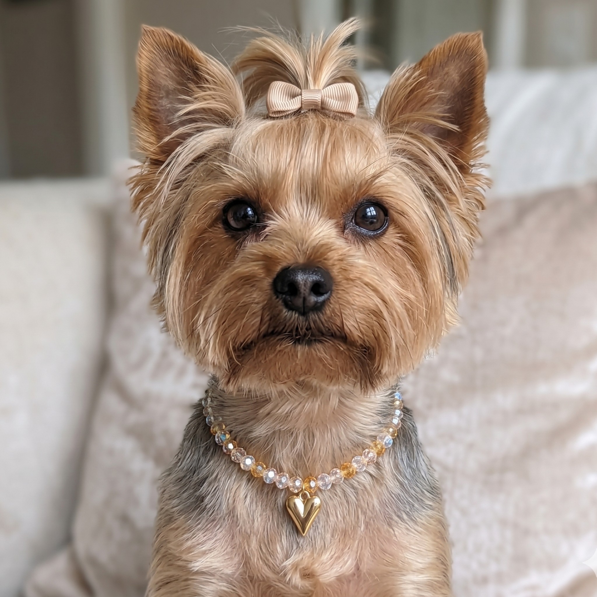 Collana per cani per Cani "Golden Heart" con Perline Champagne e Cuore Dorato